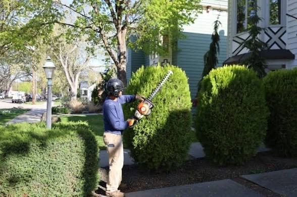 Shrub Trimming