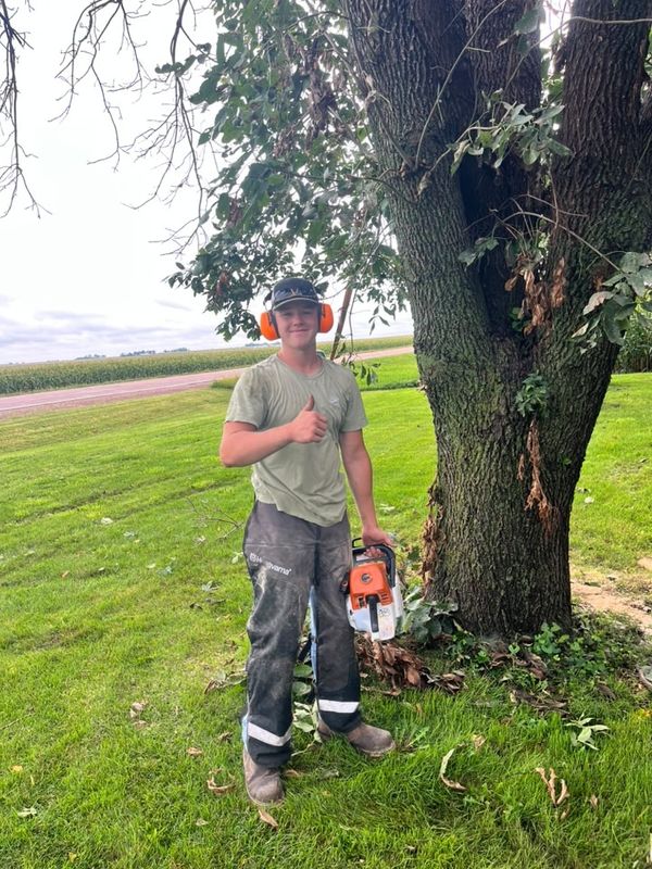 Tree Trimming