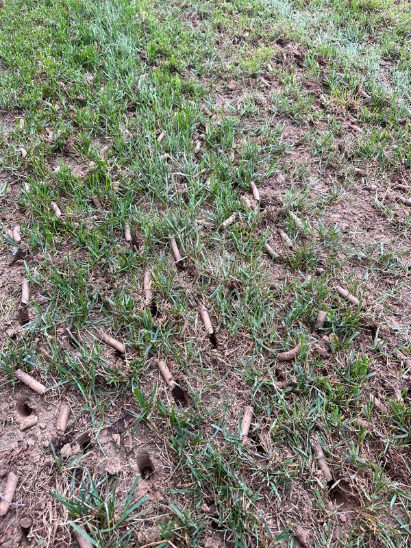 Lawn Aeration