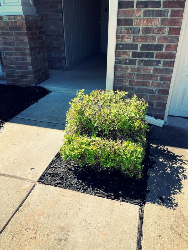 Shrub Trimming/Removal