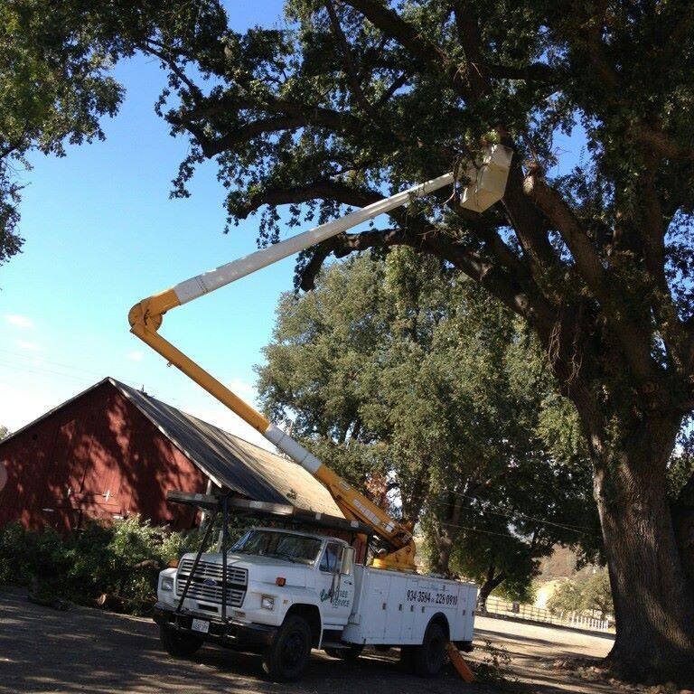 Tree Removal gallery