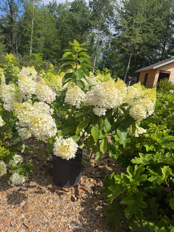 Garden Center