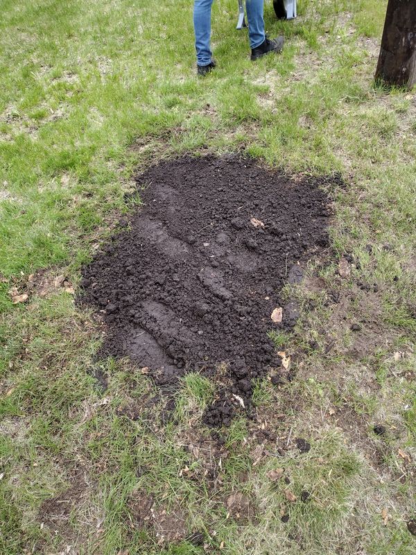 Stump Removal