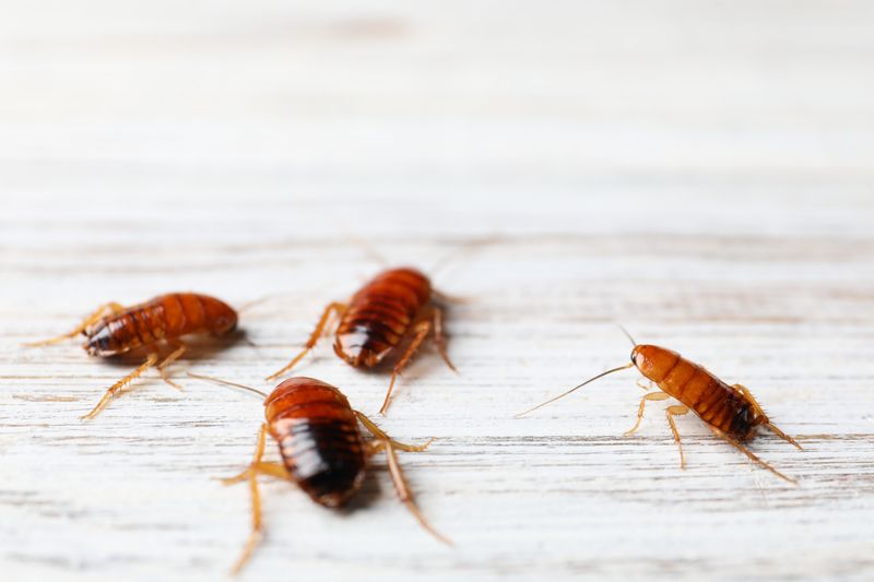 Cockroach Extermination