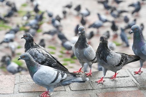 Pigeon Control