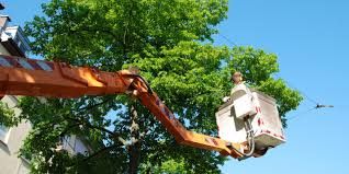 Tree Services