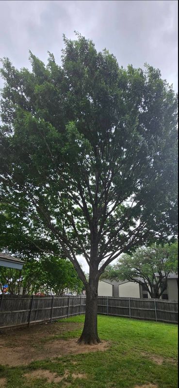 Expert Tree Trimming & Safe Removal in Your Neighborhood