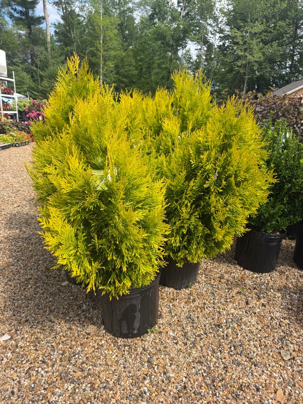 Garden Center