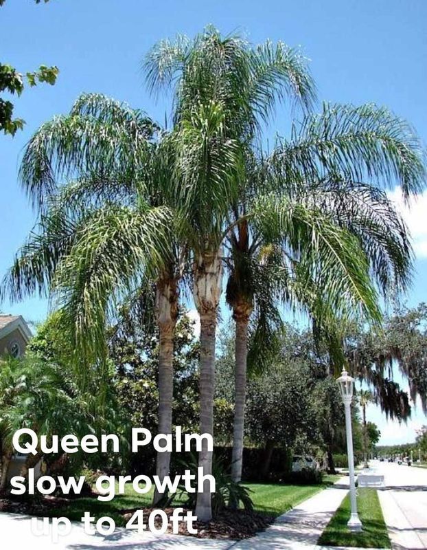 Plant and tree list