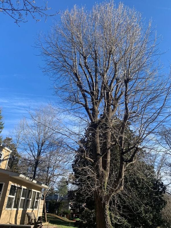 Tree Removal gallery
