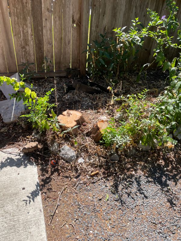 Stump Removal