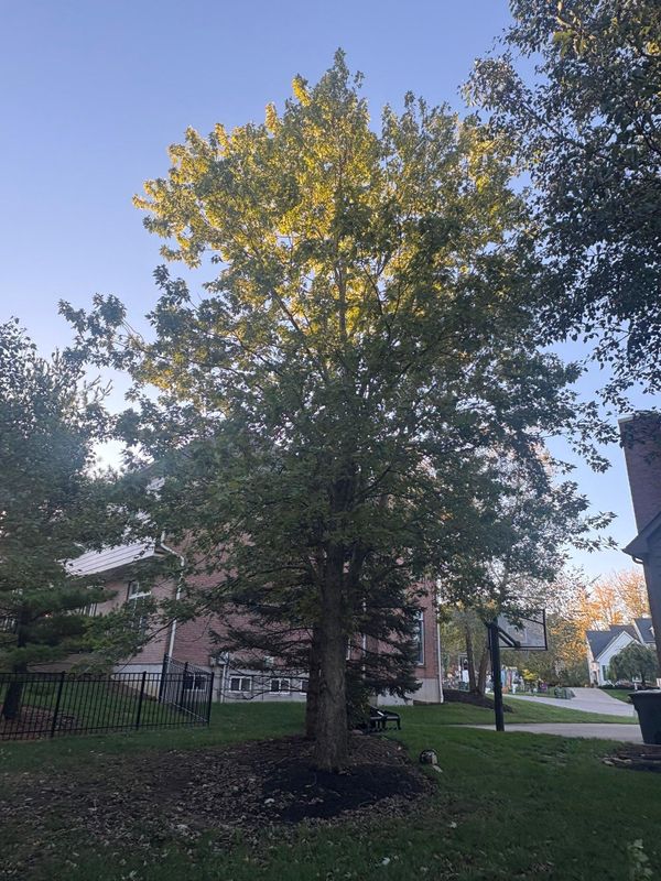 Tree Removal