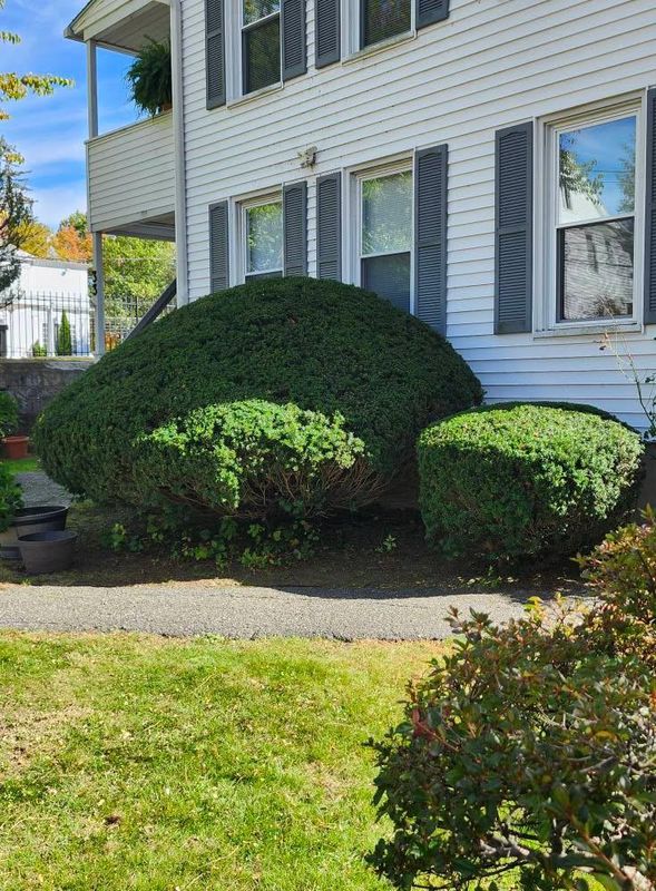 Shrub Trimming