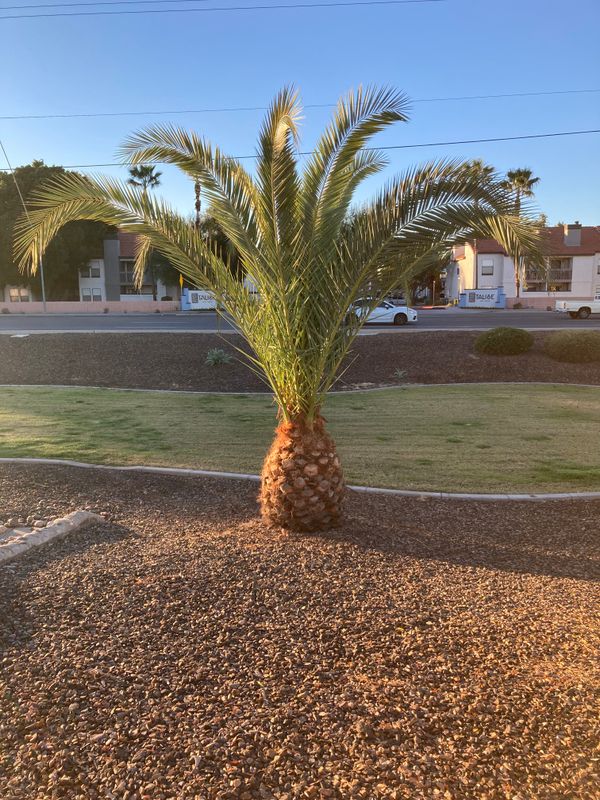 Palm Tree Trimming