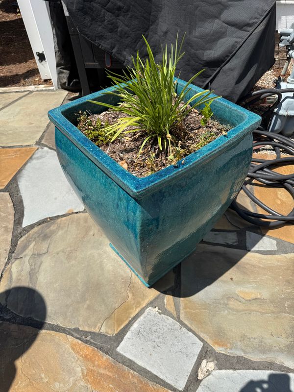Planting gallery