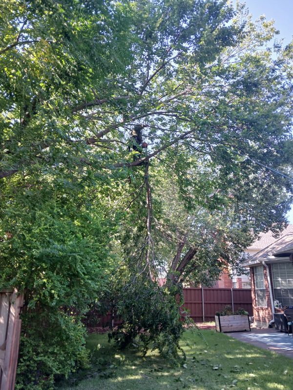 Tree Trimming