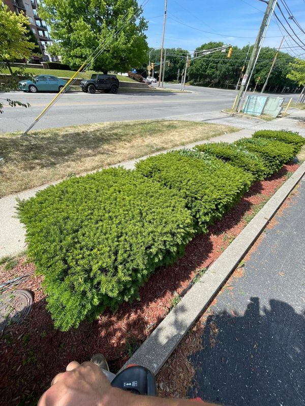 Shrub & Hedge Trimming