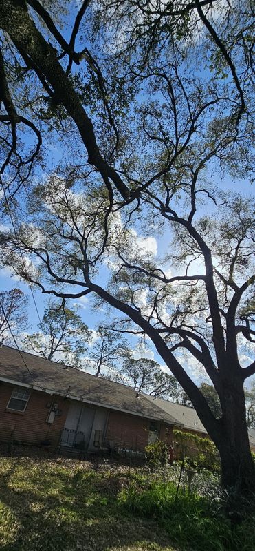 Tree Trimming