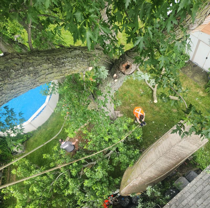 Tree Removal