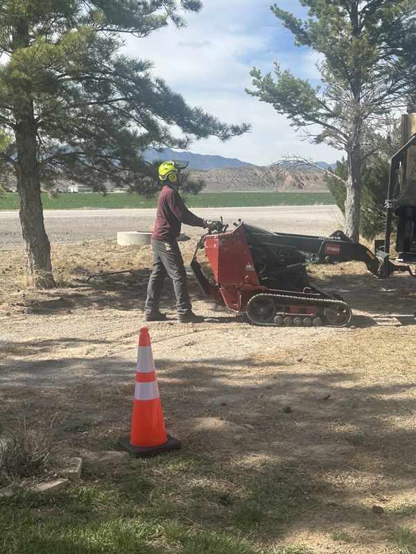 Tree Removal
