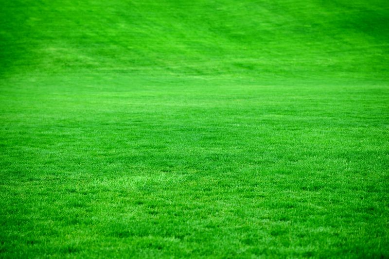 Lawn Care & Maintenance