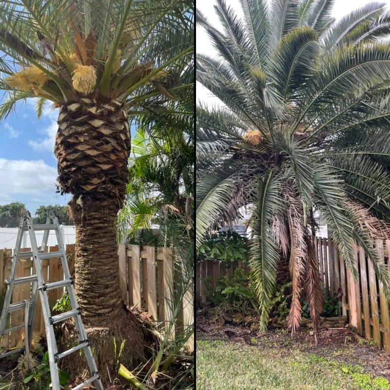 Trimming and pruning