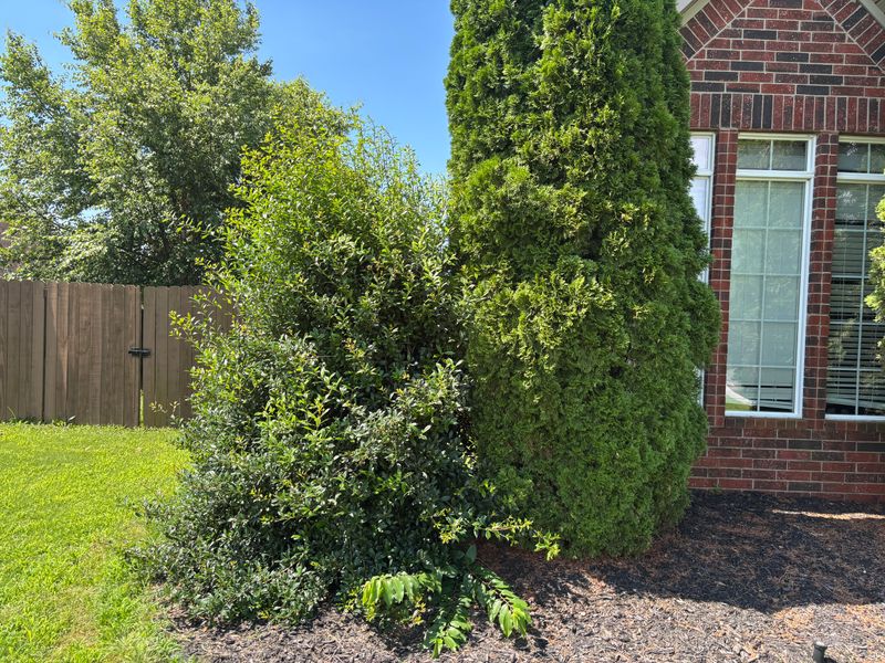 Tree & Shrub Care