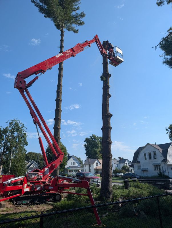 Tree Removal