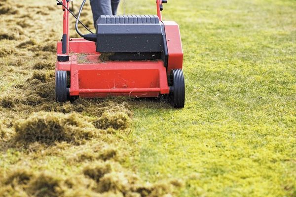 Lawn Dethatching