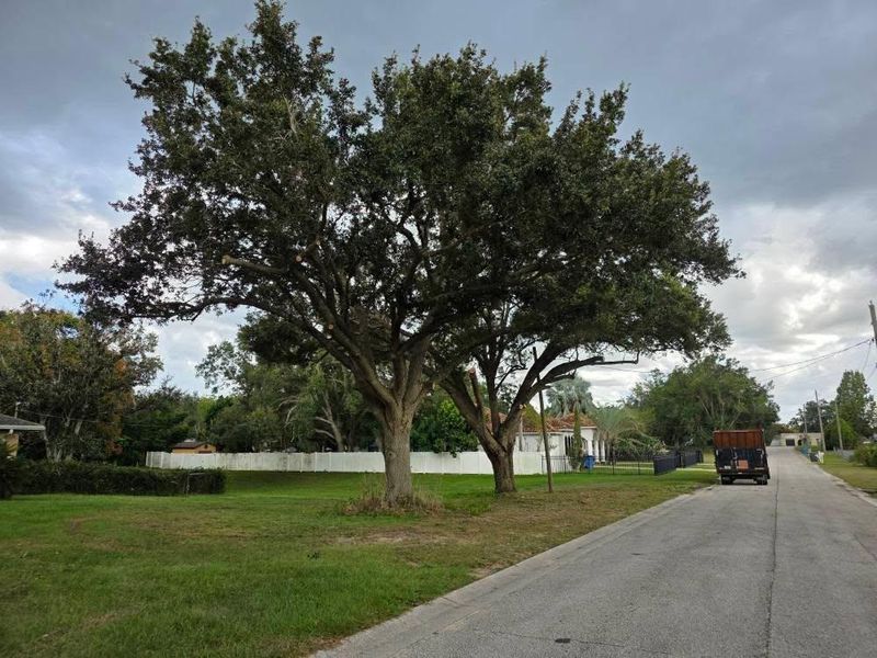Tree Services