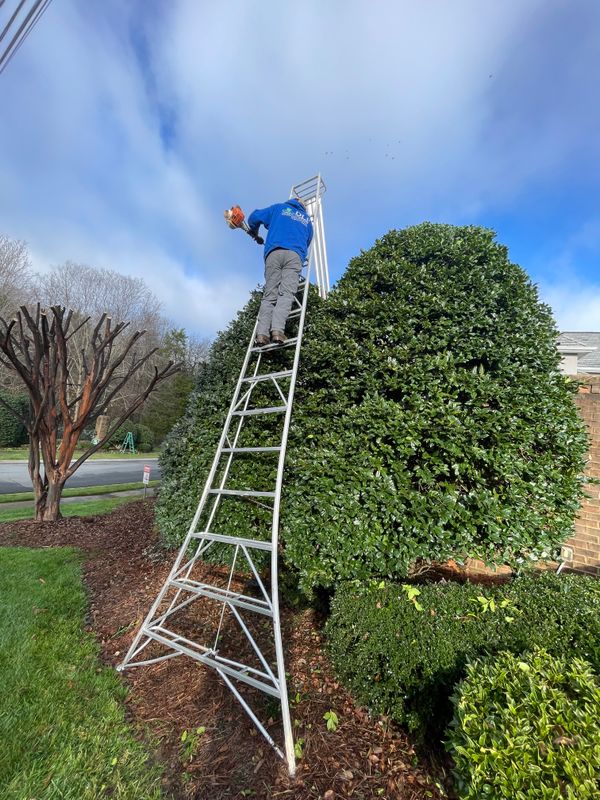 Shrub Trimming