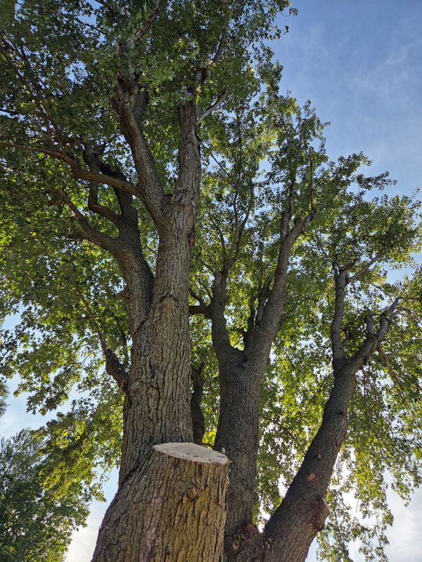 Tree Trimming