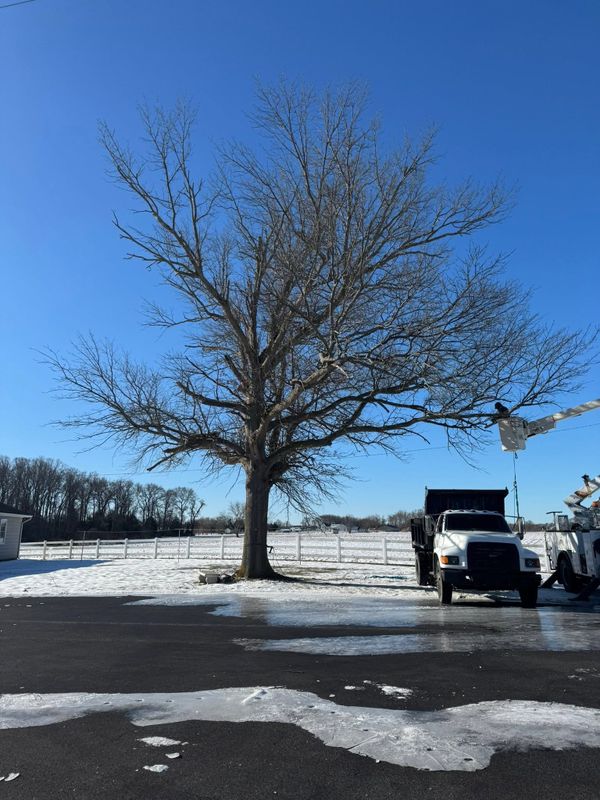 Tree Removal