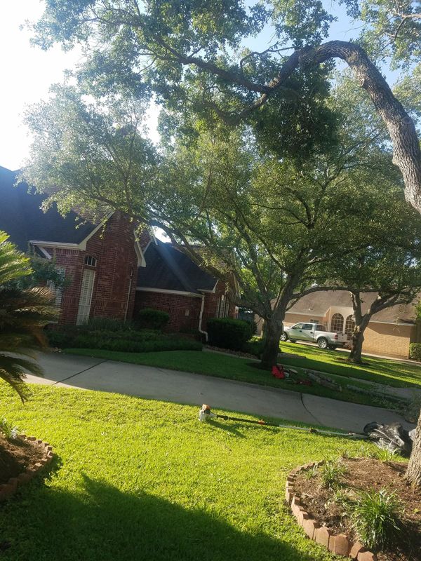 Tree Trimming