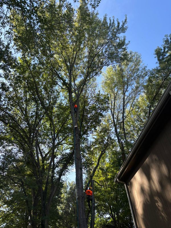Tree Trimming