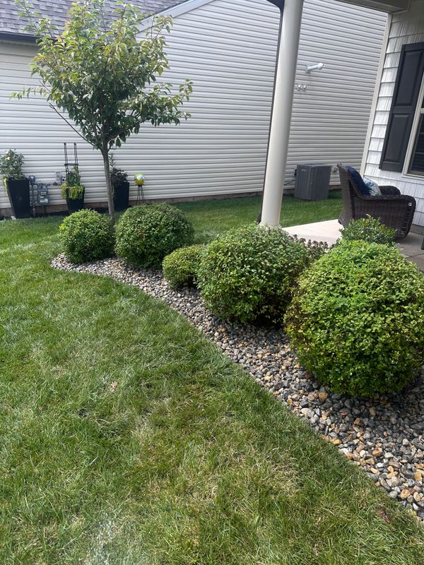Hedge Trimming & Topiary