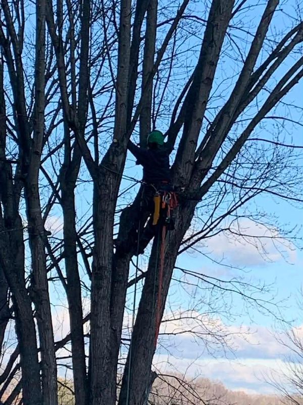 Tree Removal gallery