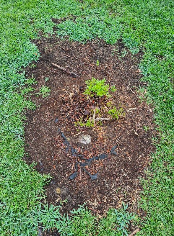 Stump Grinding