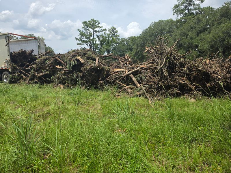 Tree Removal