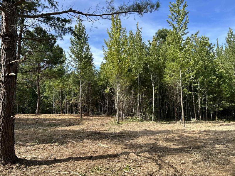 Land Clearing