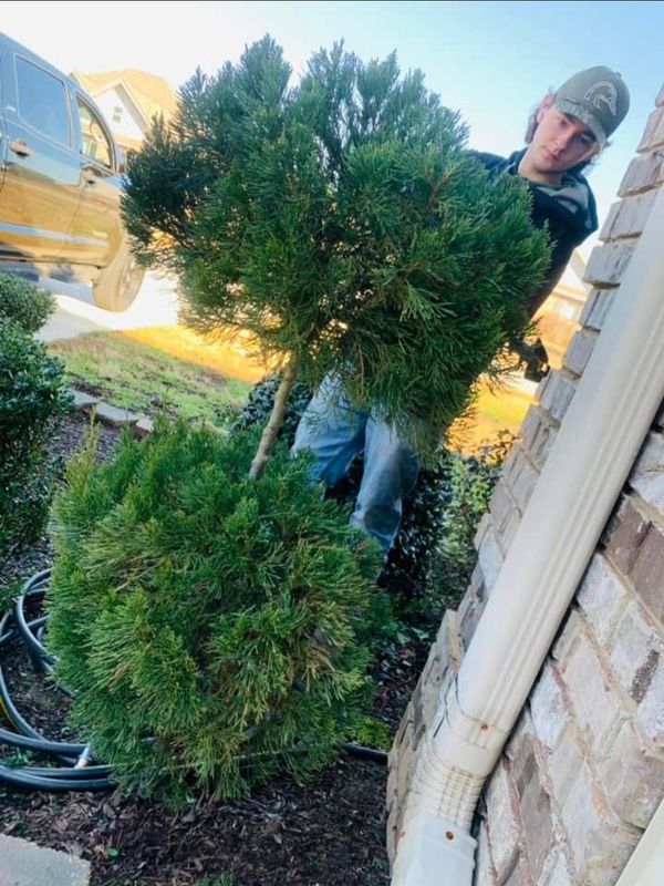 Shrub Care, Property Cleanup