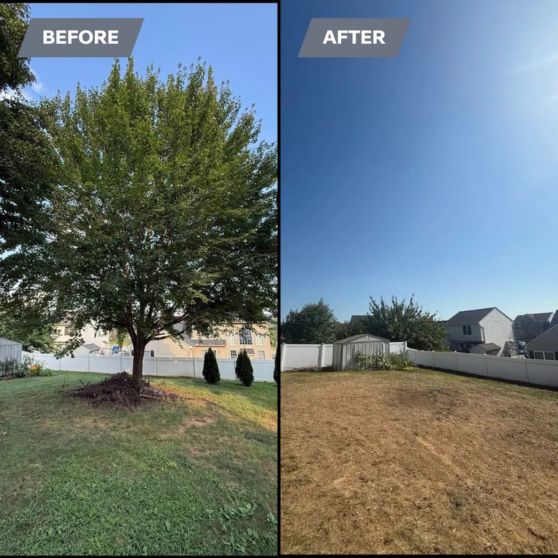 Tree Removal