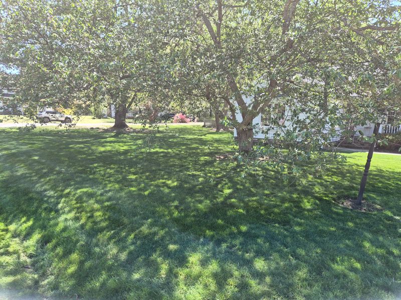 Transforming Gloucester Point: A Vibrant Lawn Makeover by 4 Points Lawncare