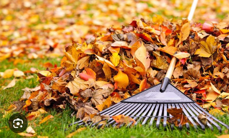 Fall Clean Up