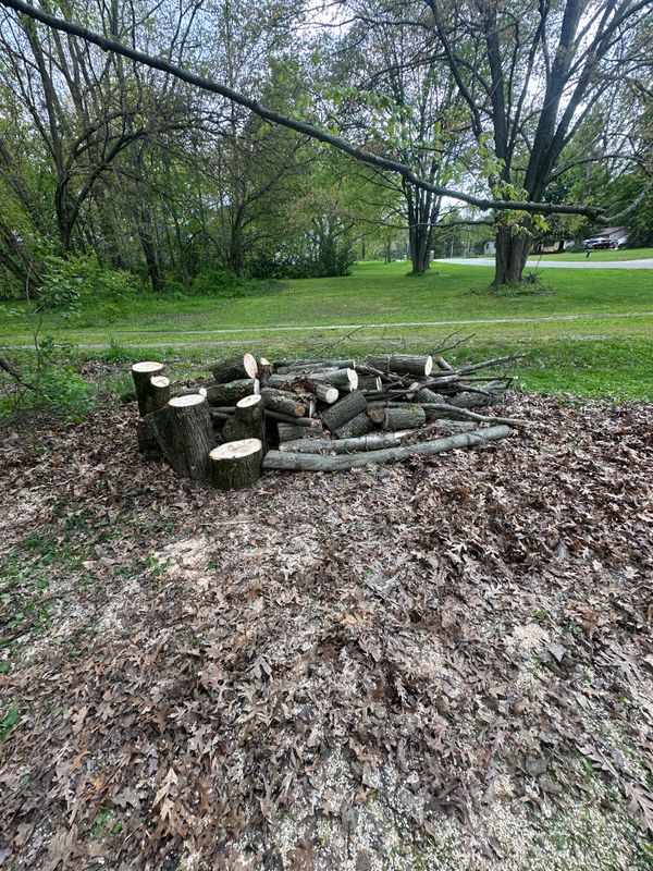 Tree Removal gallery