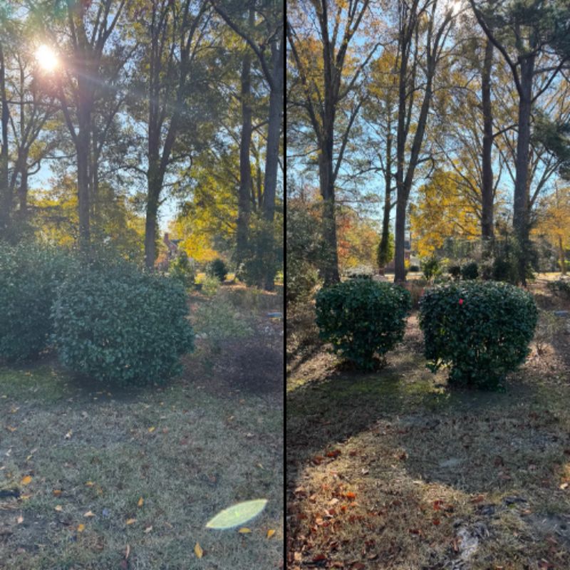 trimming shrubs/small trees