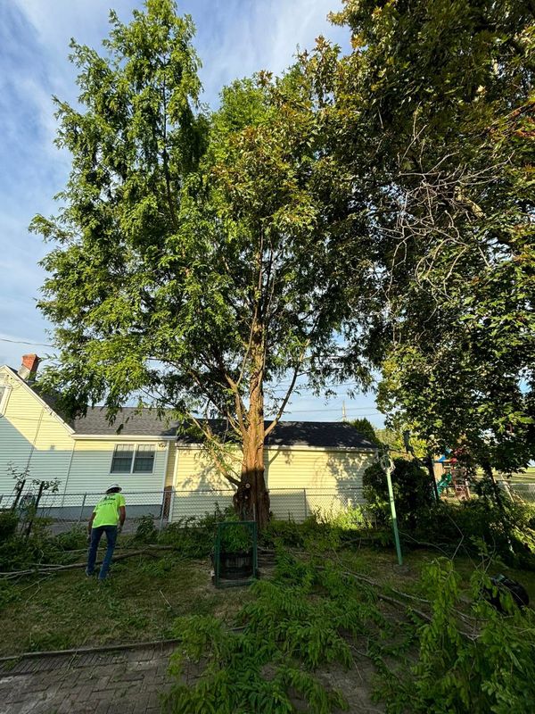 Tree Trimming