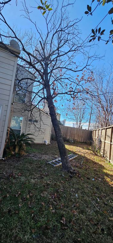 Tree Removal gallery
