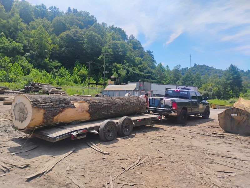 Tree Removal