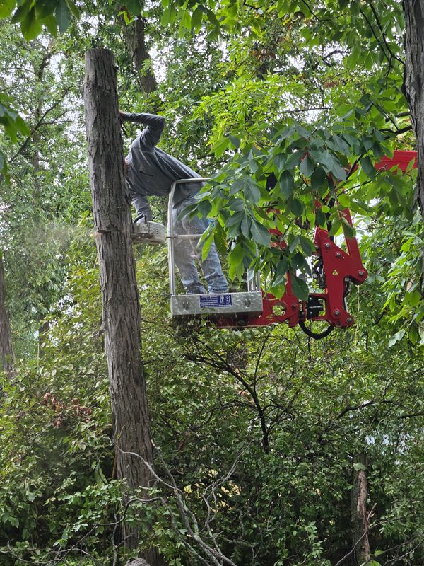 Tree Trimming